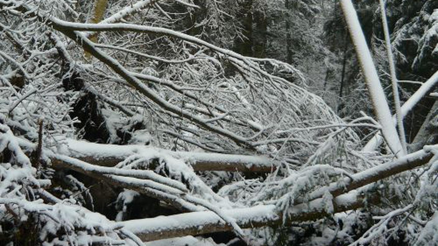 Possono cadere alberi