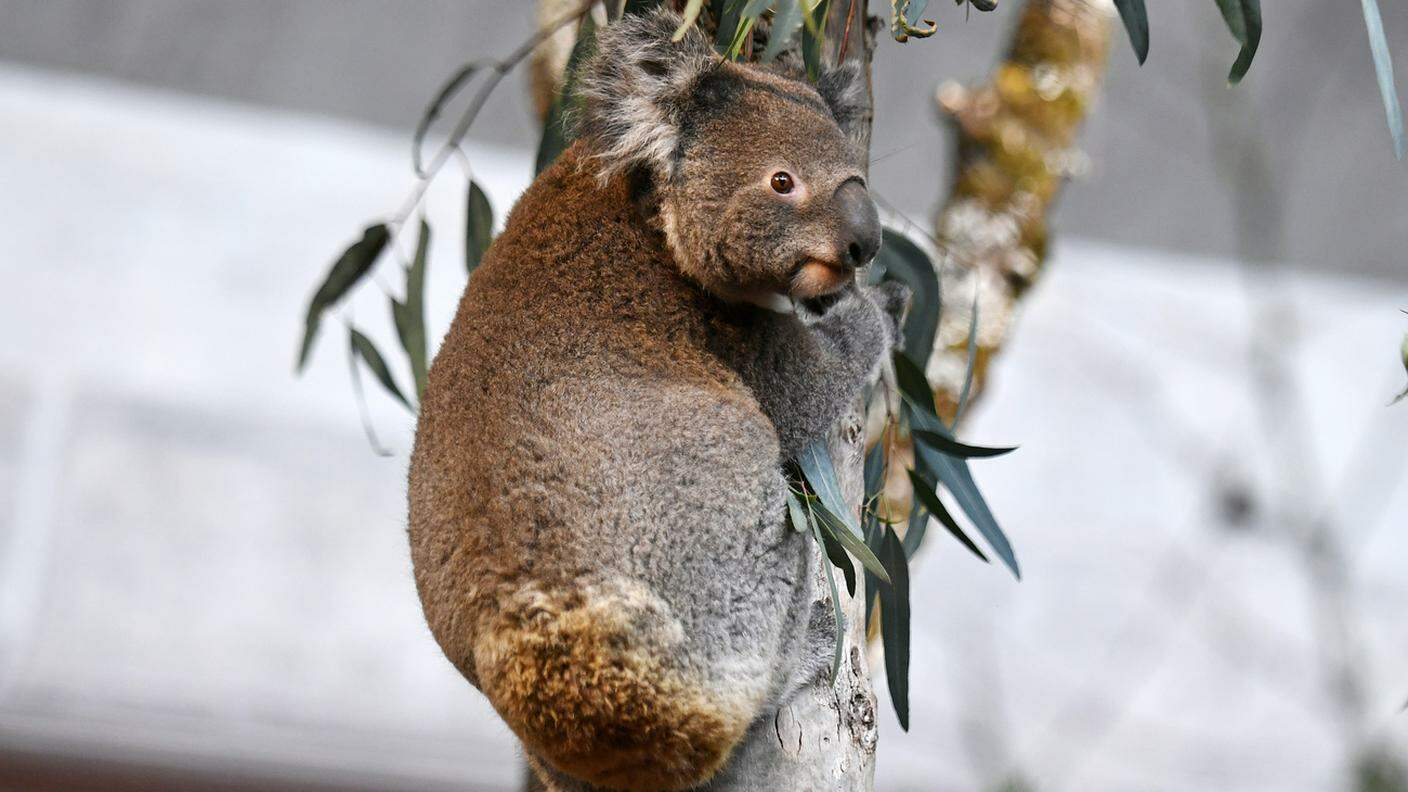 Il koala è un mammifero marsupiale australiano