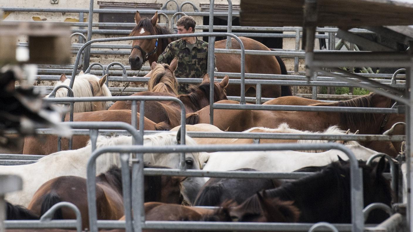 Il caso degli animali maltrattati a Hefenhofen ha lasciato il segno