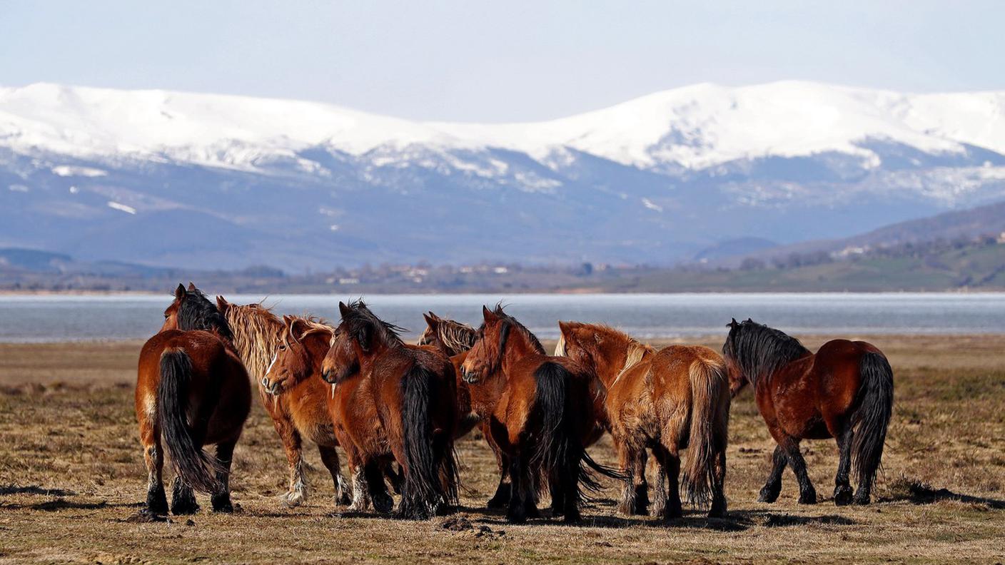 Contro natura la reclusione in un box