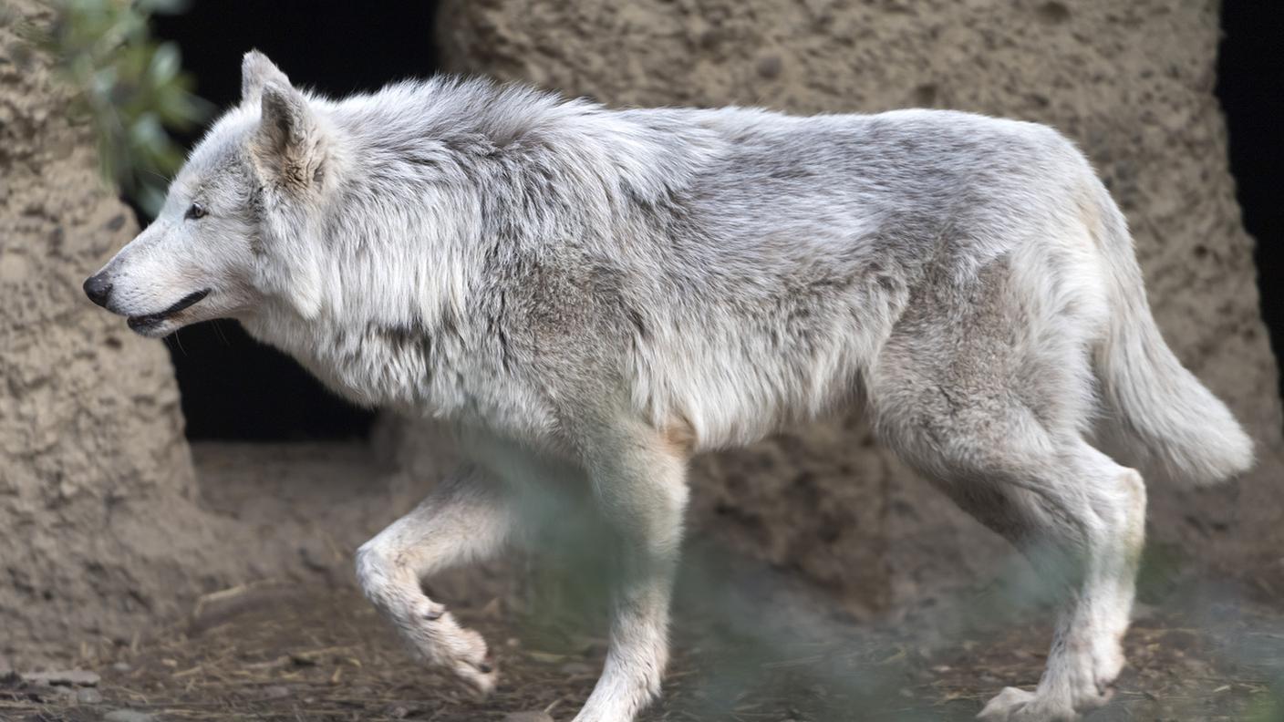Il Canis Lupus, in Svizzera, è attualmente una "specie assolutamente protetta"