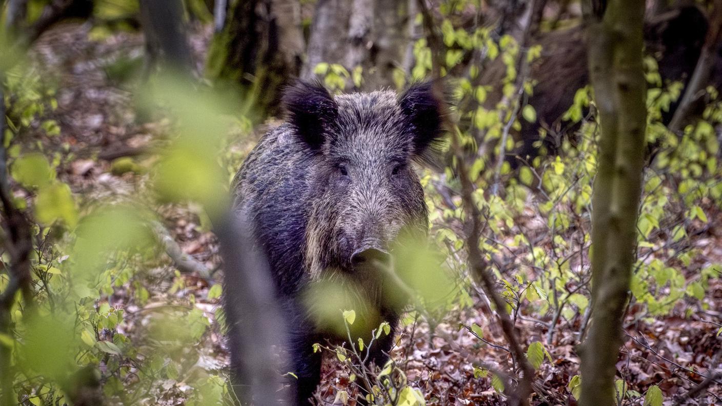 cinghiale
