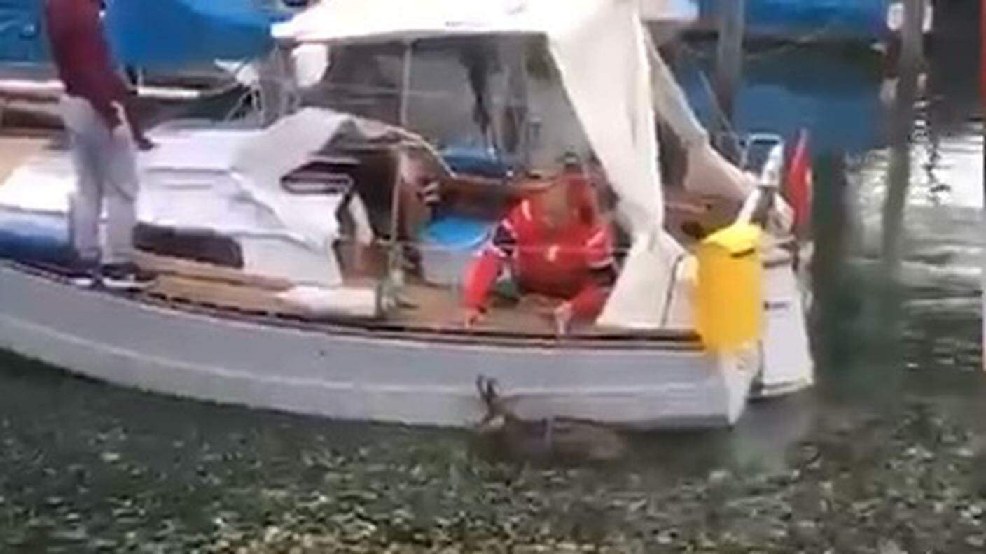 L'animale salvato grazie a una barca
