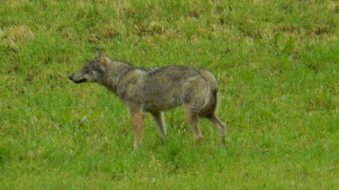 L'animale immortalato a Horgen