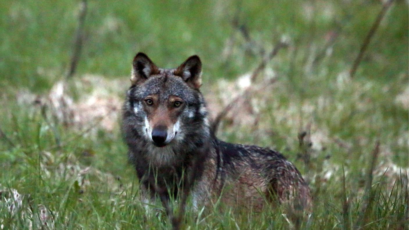 Abbattuti finora 39 lupi in Svizzera