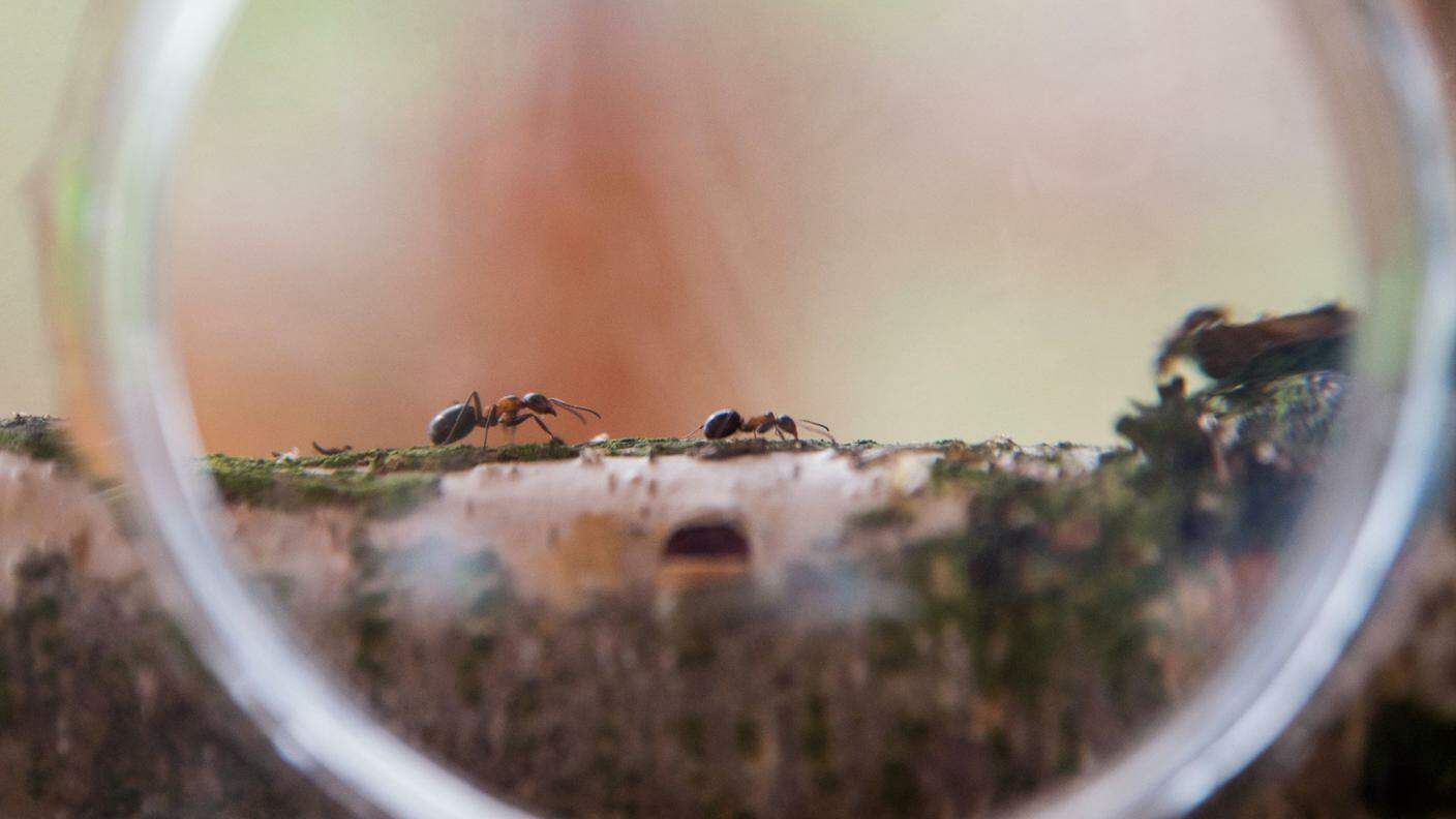 Le formiche non autoctone uccidono le colonie di quelle europee