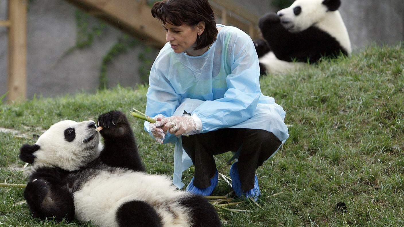 Con i panda di Chengdu (2007)