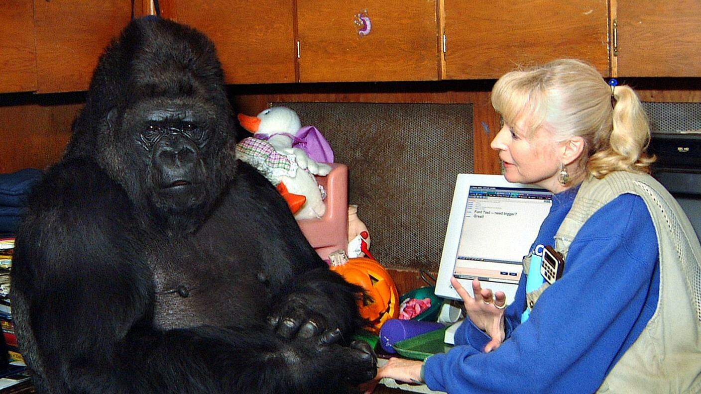 La gorilla Koko con la specialista etologa, Penny Patterson
