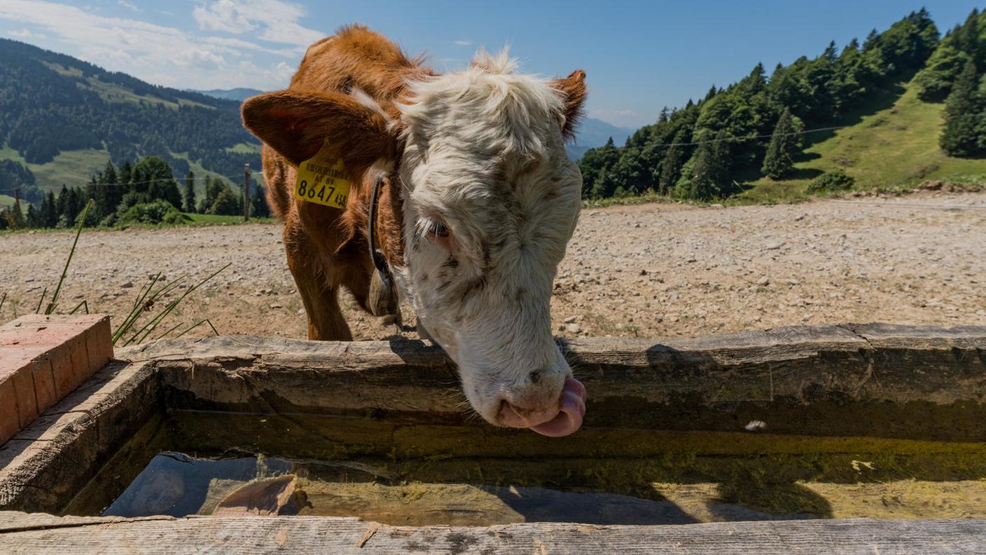 Una mucca da latte...