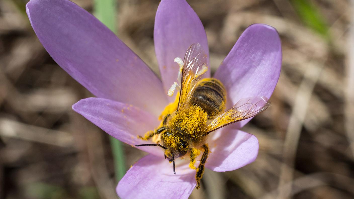 Gli insetti sono un elemento insostituibile del nostro ecosistema