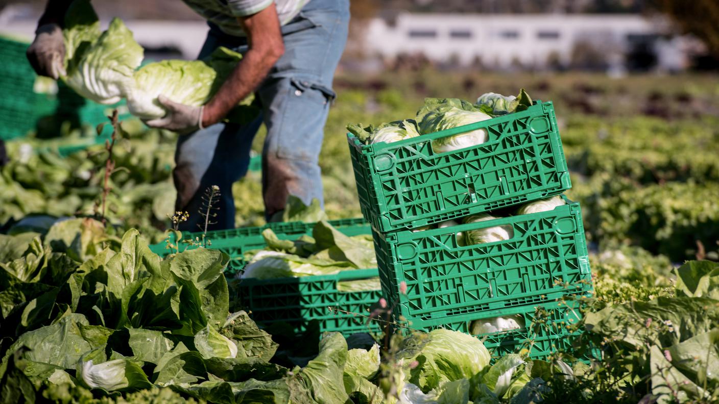 L'iniziativa "Per la sovranità alimentare" punta ad una maggiore valorizzazione dell'agricoltura indigena