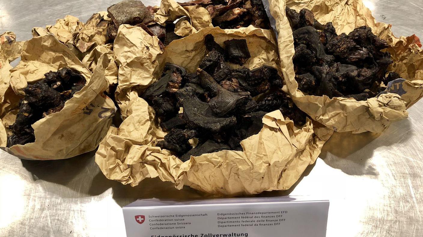 La "bushmeat" sequestrata