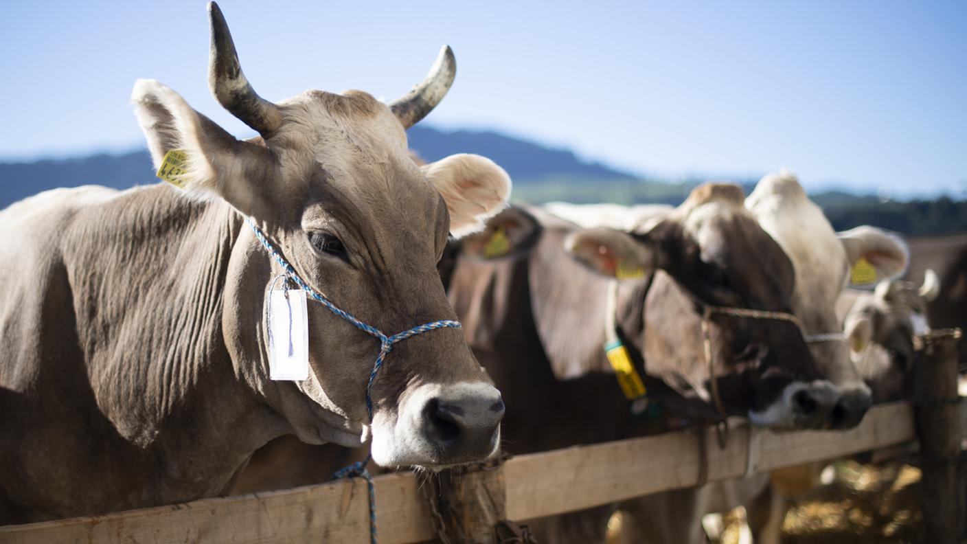 Le mucche con le corna in Svizzera esistono ormai praticamente solo nella pubblicità