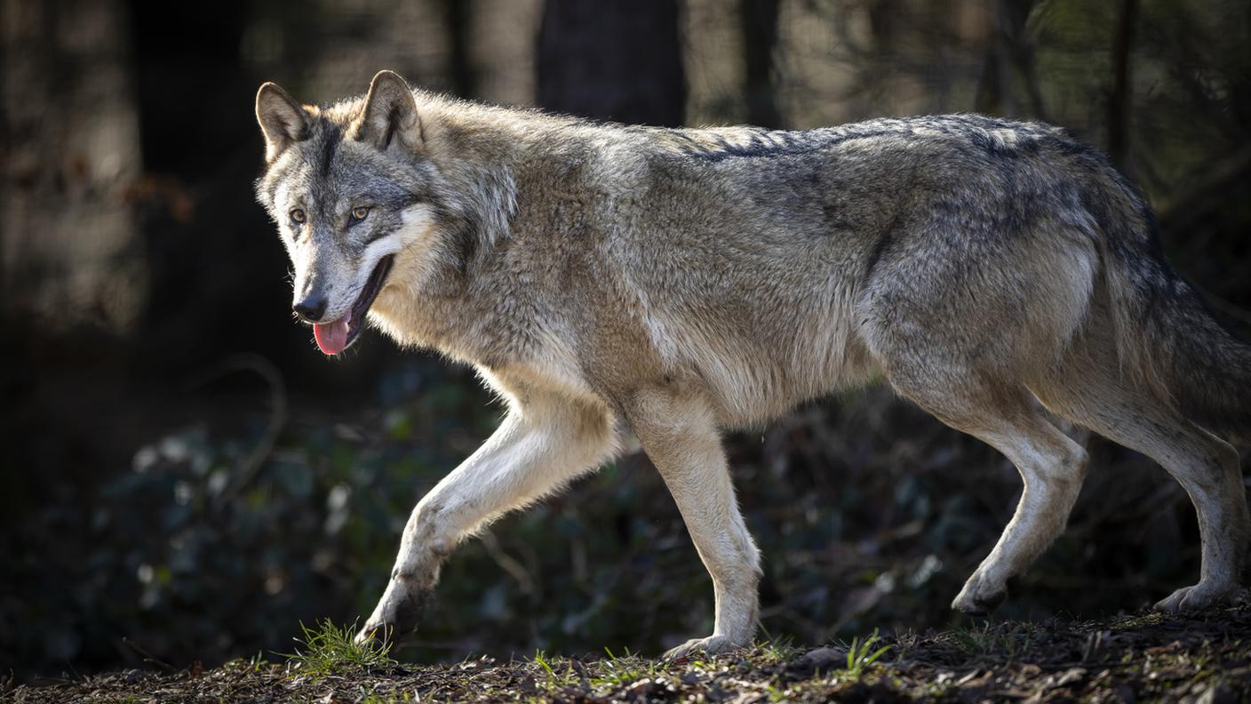 Meno attacchi dei lupi nei Grigioni e in Vallese