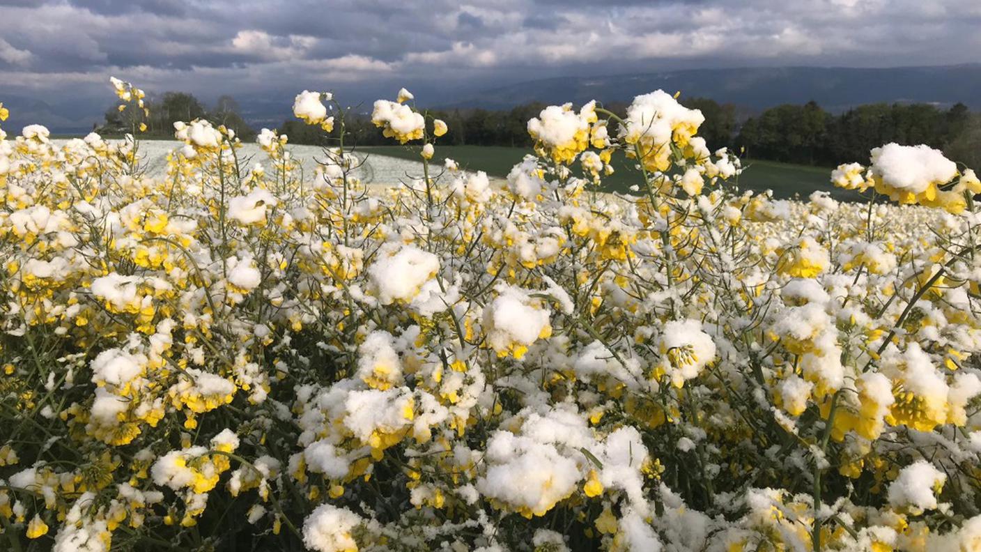 I fiori imbiancati dalla neve a Berna