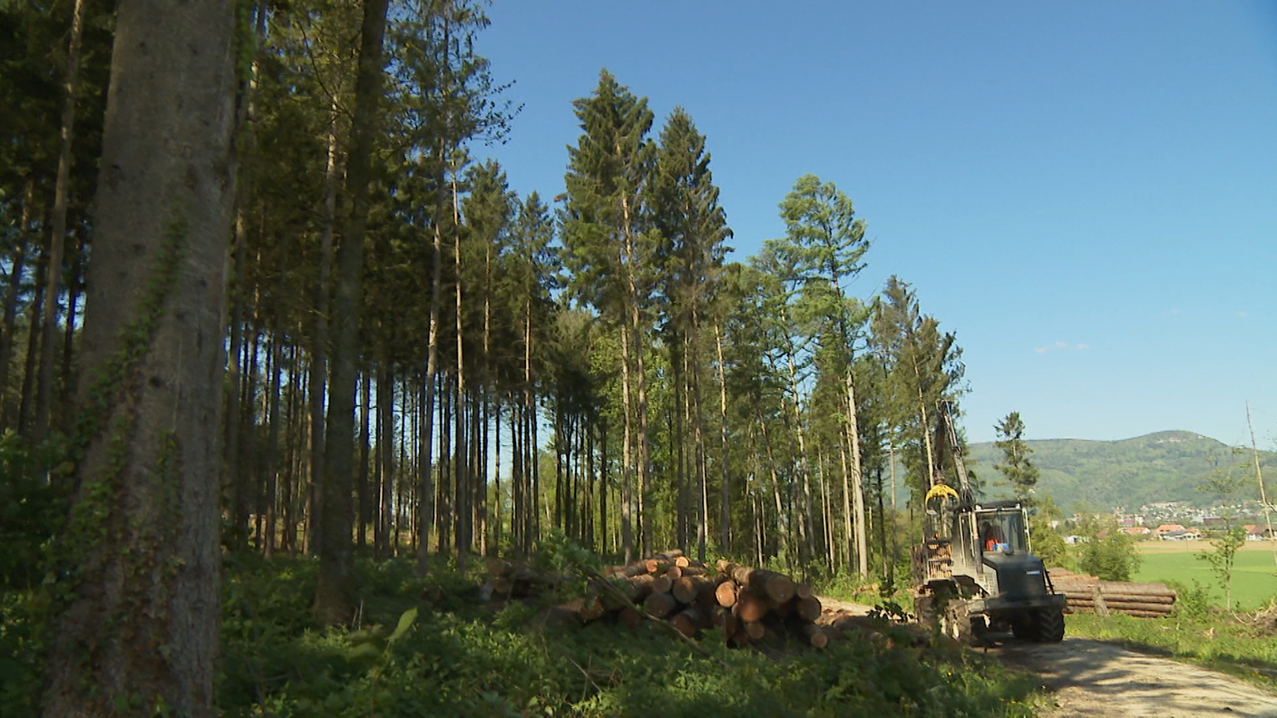 In prospettiva, sensibili ripercussioni per l'economia forestale