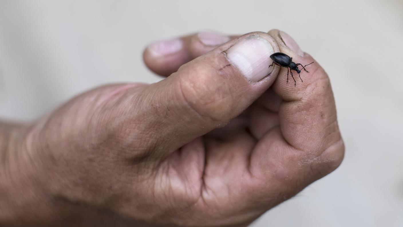 In un solo decennio un terzo di tutti gli insetti è scomparso da alcune regioni della Germania