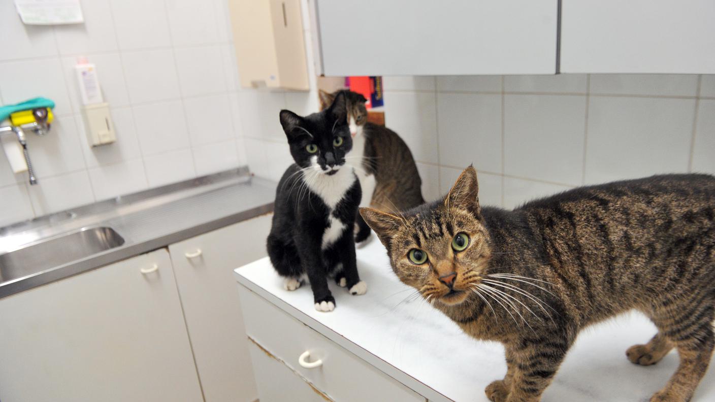 I padroni di gatti non dovranno mettere un microchip ai loro mici