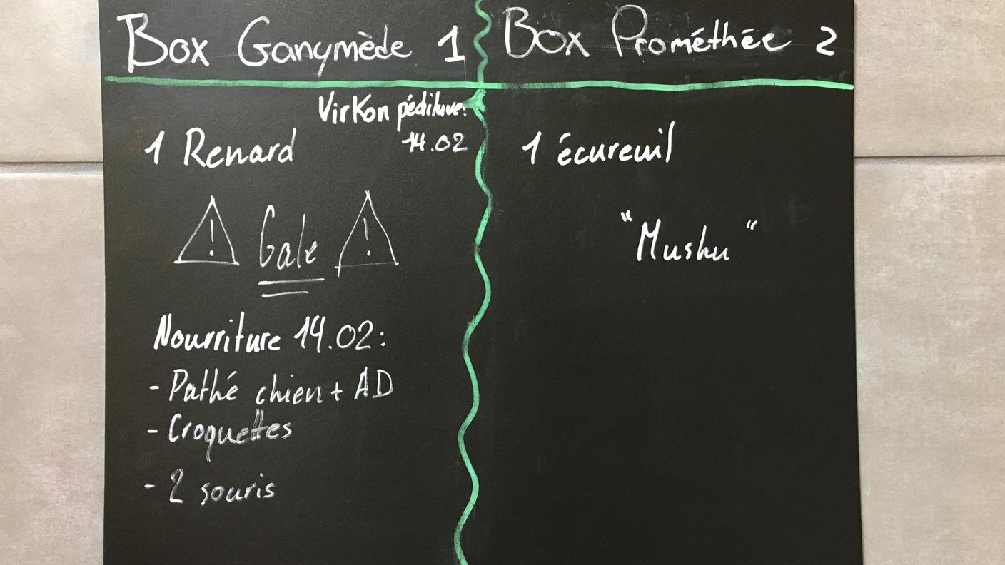 Una tabella con i dati relativi ad alcuni degli animali accolti