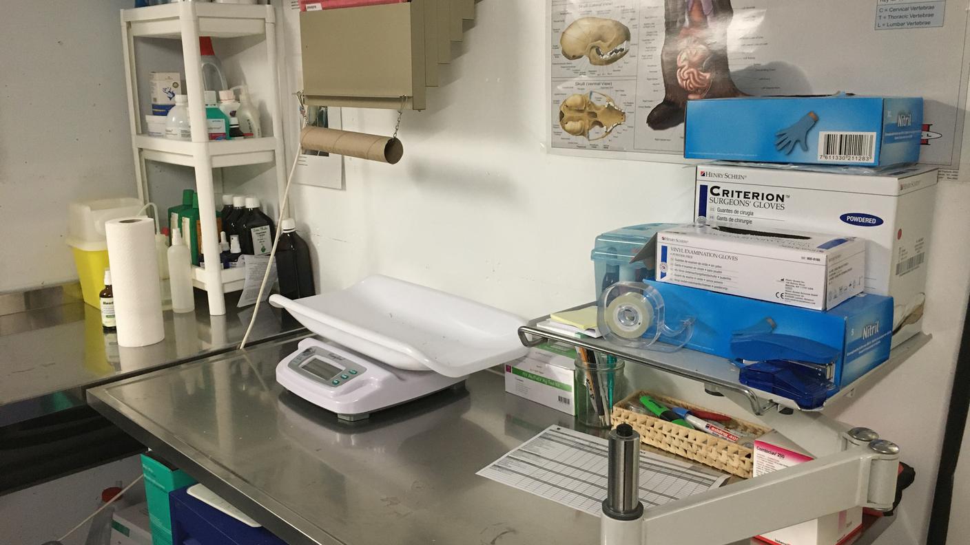 Un'immagine del laboratorio veterinario