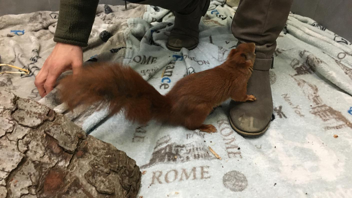 Uno scoiattolo in cura