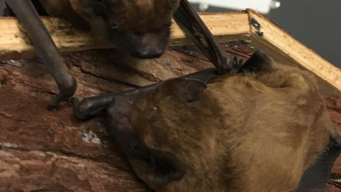 Alcuni pipistrelli soccorsi dagli operatori
