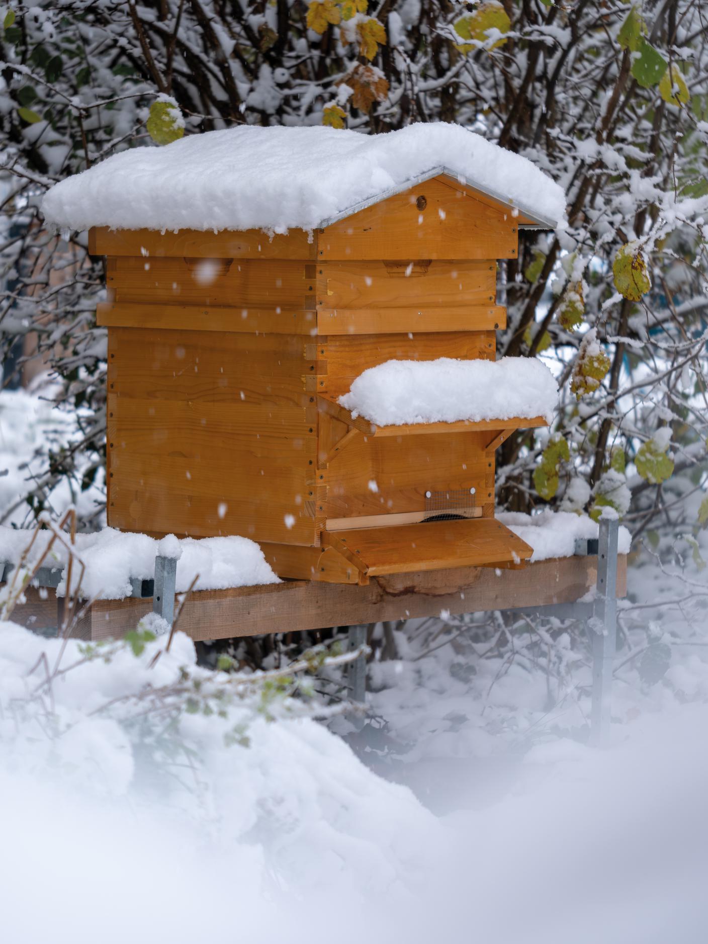 Un apiario sotto la neve