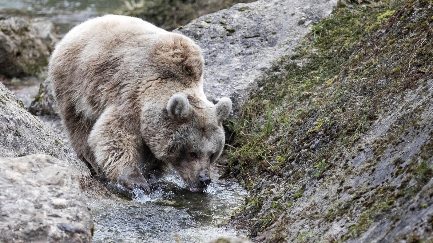 "Senza i visitatori gli animali si sono mostrati più curiosi, con sguardi ed attenzioni inedite"