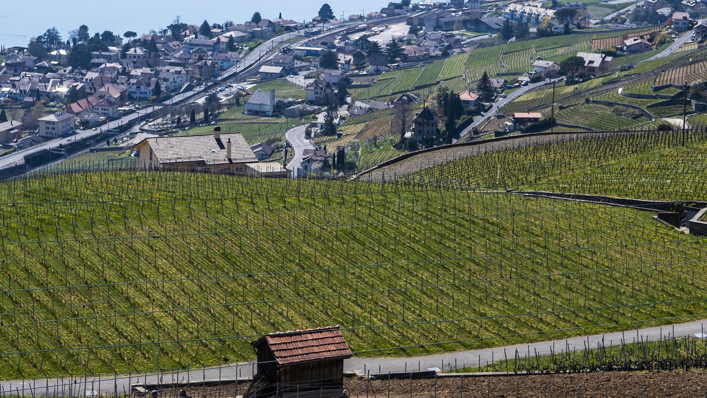 Emergenza per il settore vitivinicolo