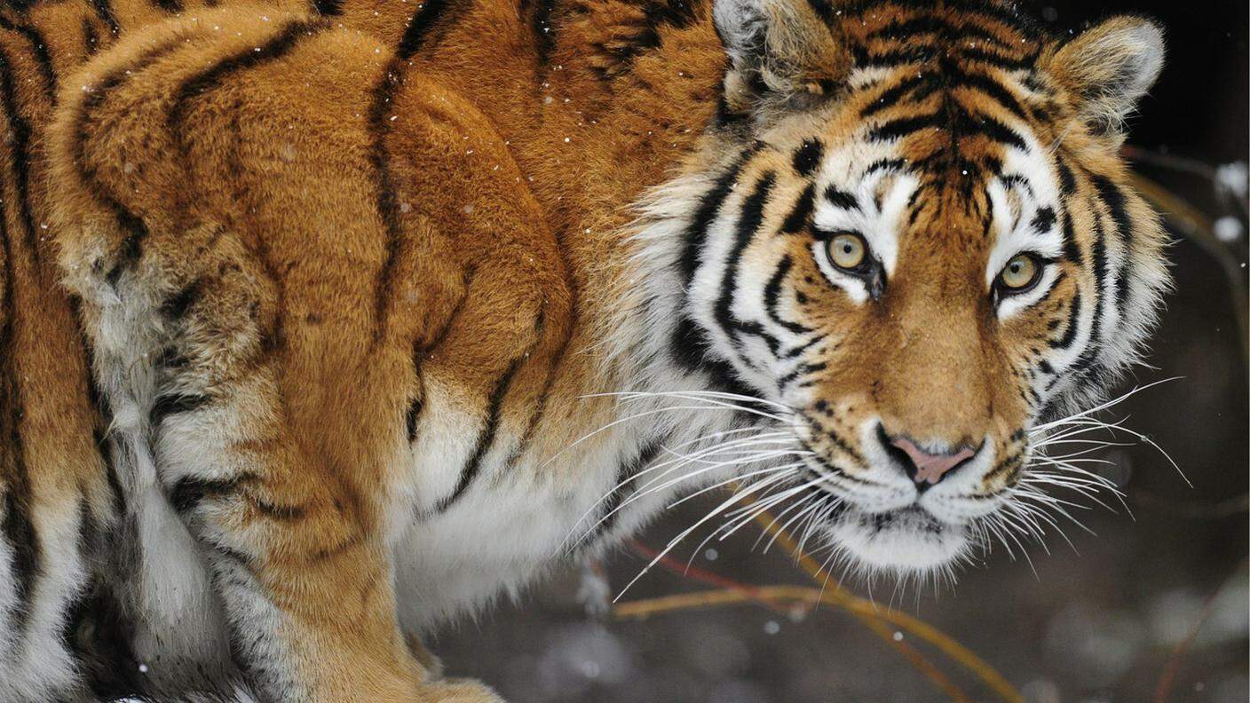 Una tigre allo zoo di Zurigo in una fotografia scattata nel 2011