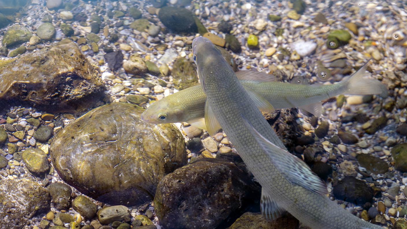 La canicola stressa anche i pesci