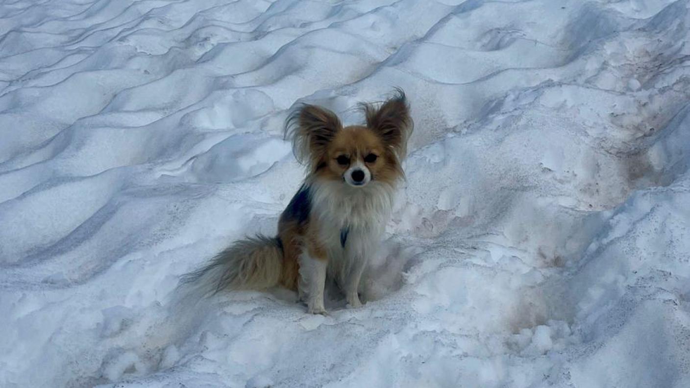 Chihuahua.jpeg