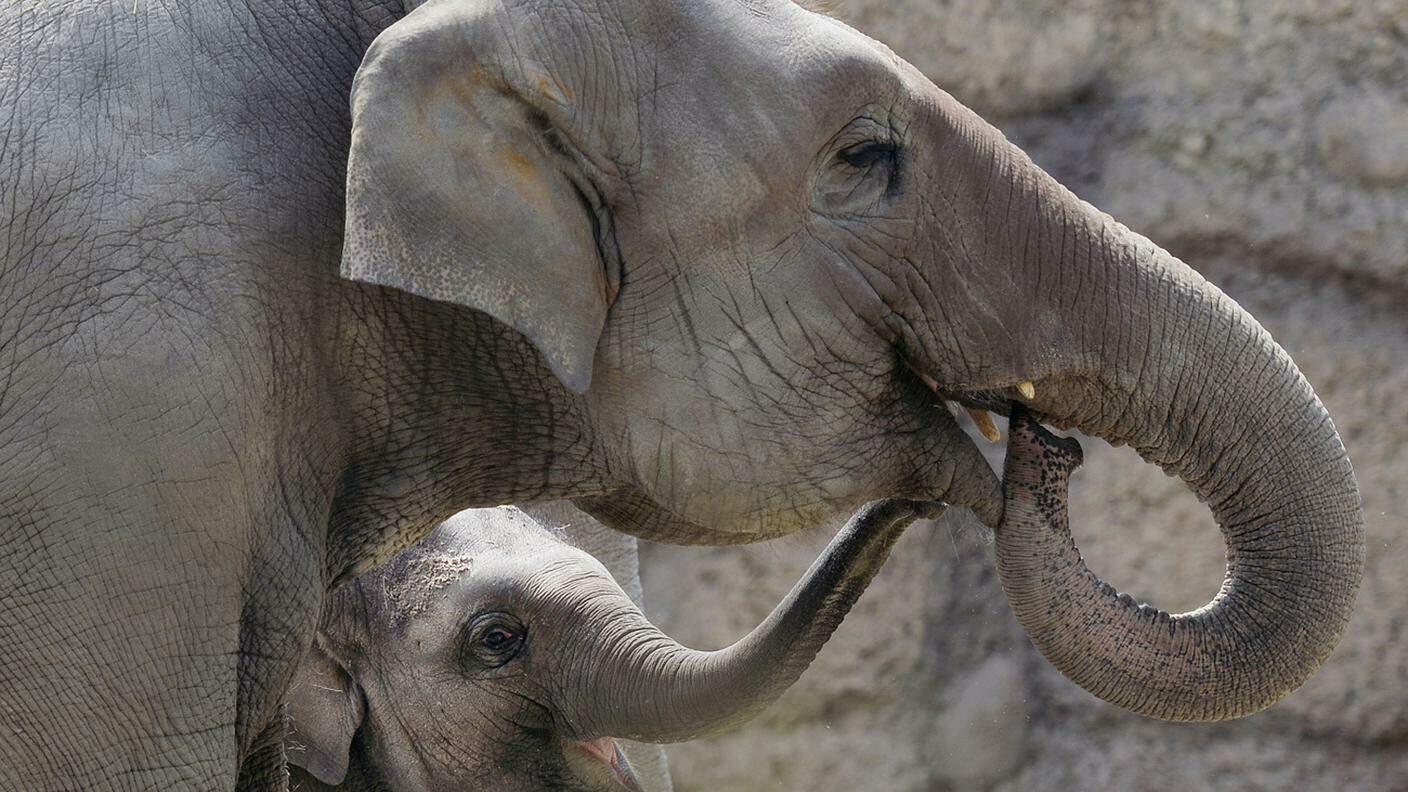 Un altro piccolo elefante, nato in febbraio, è invece buona salute