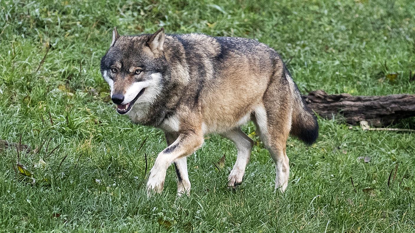 Il dibattito si concentra soprattutto sulla presenza del lupo
