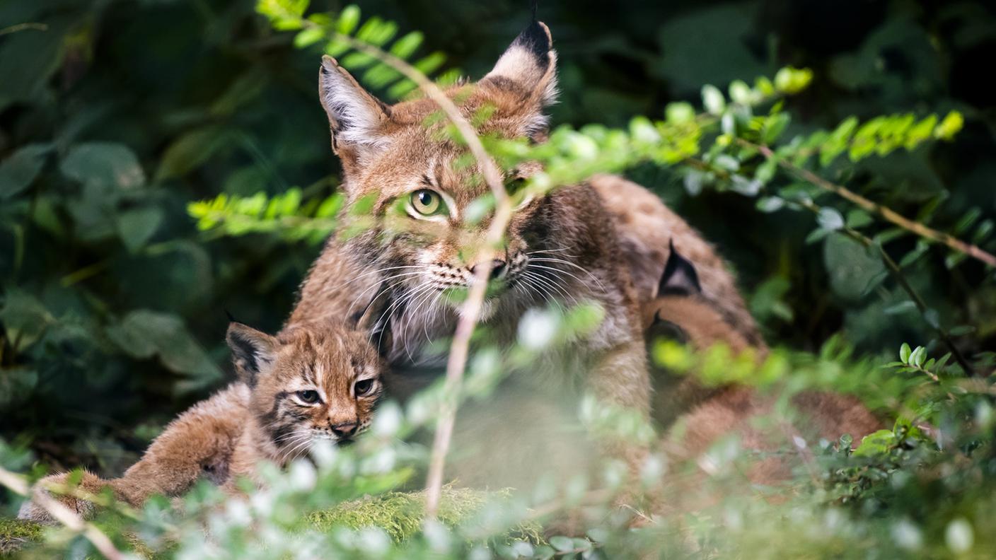 La lince è un predatore protetto in Svizzera