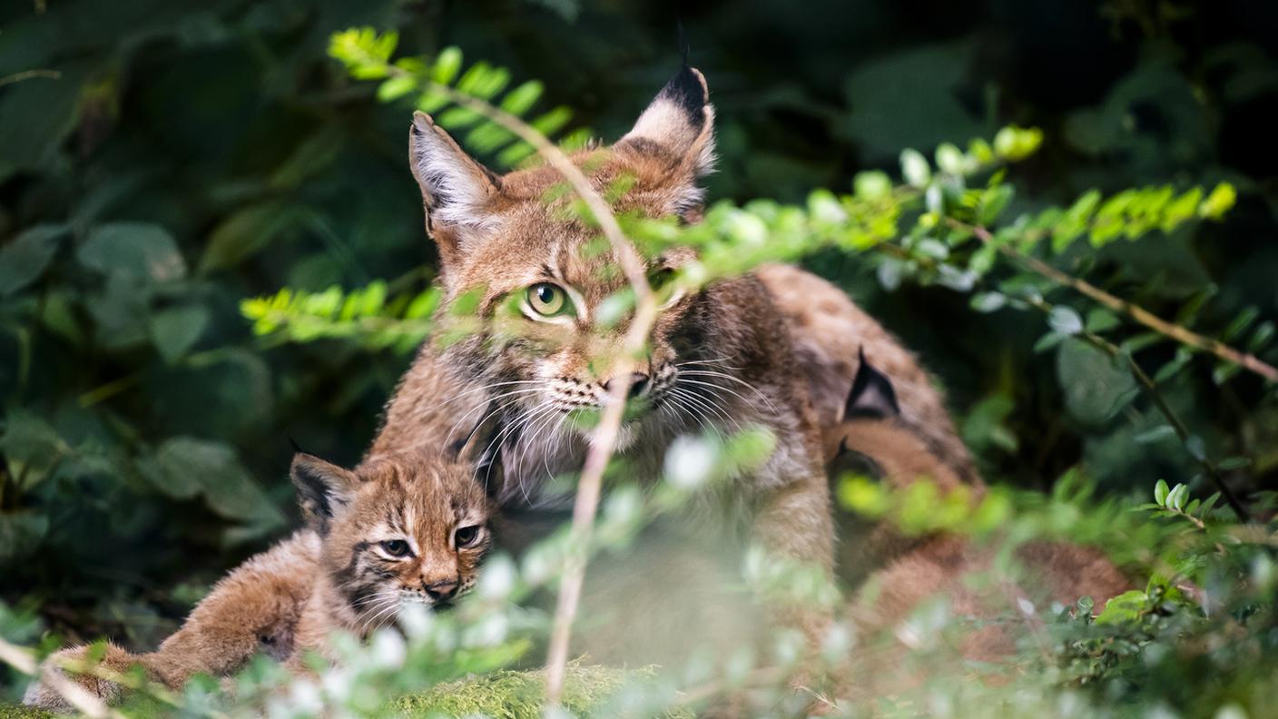 La lince è un predatore protetto in Svizzera