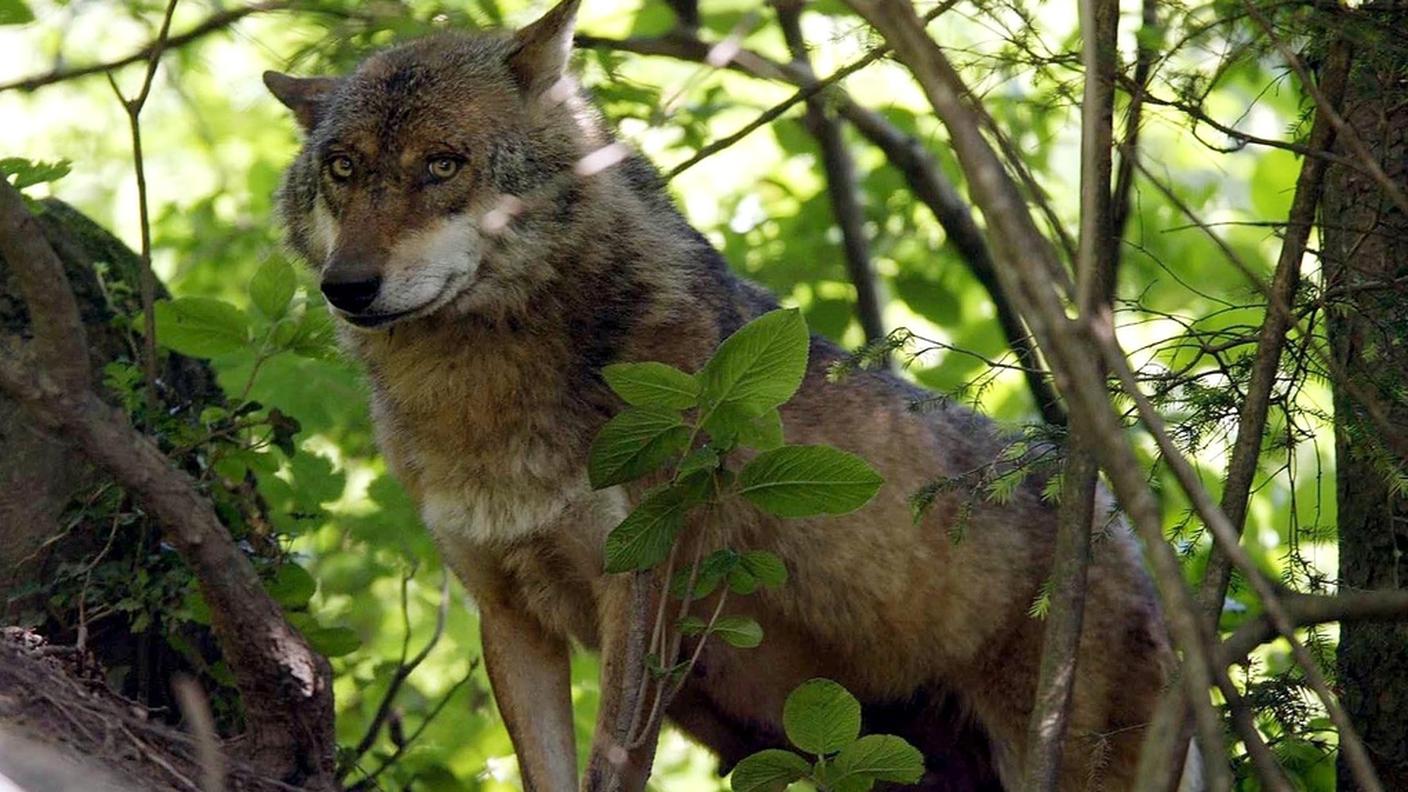 Il predatore