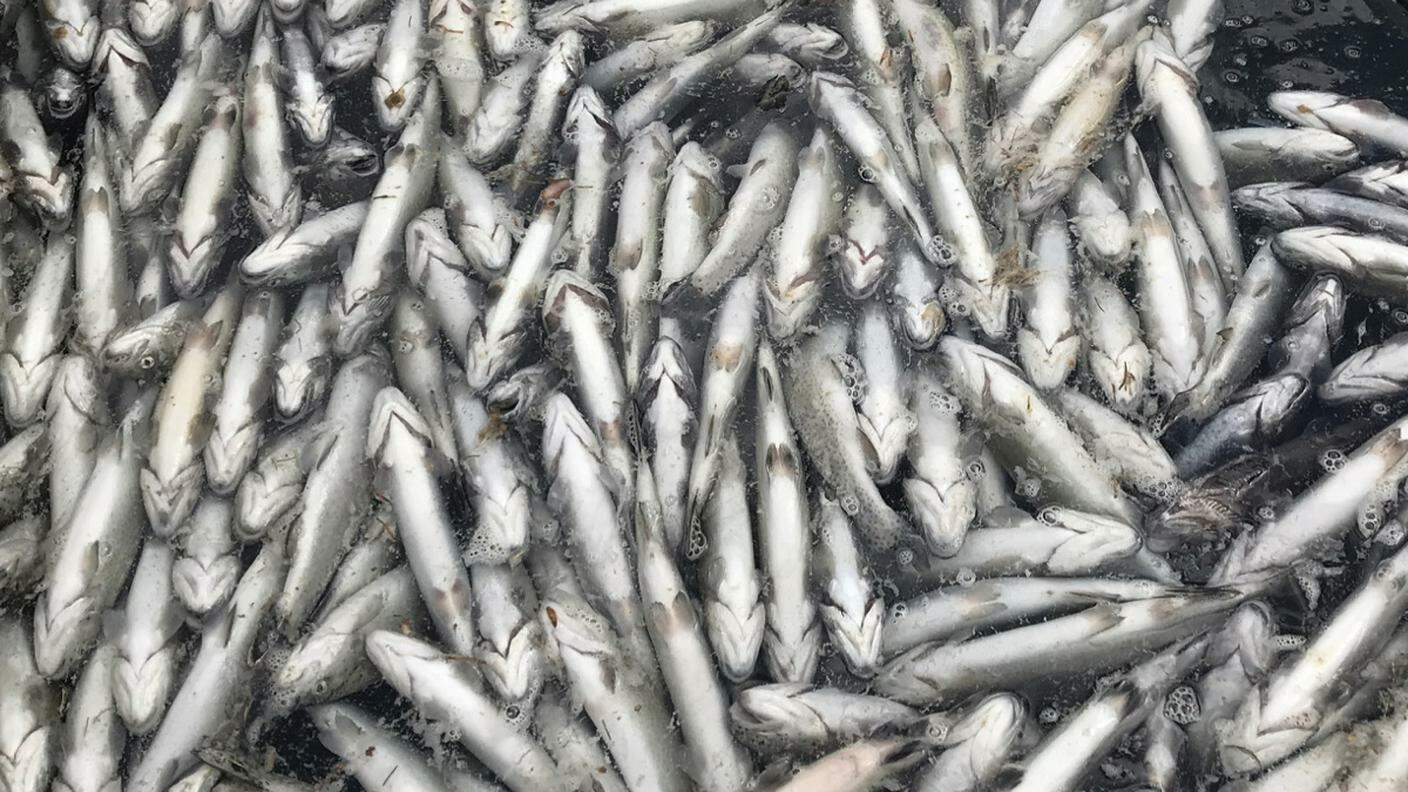 A migliaia i pesci morti nelle acque del laghetto alpino