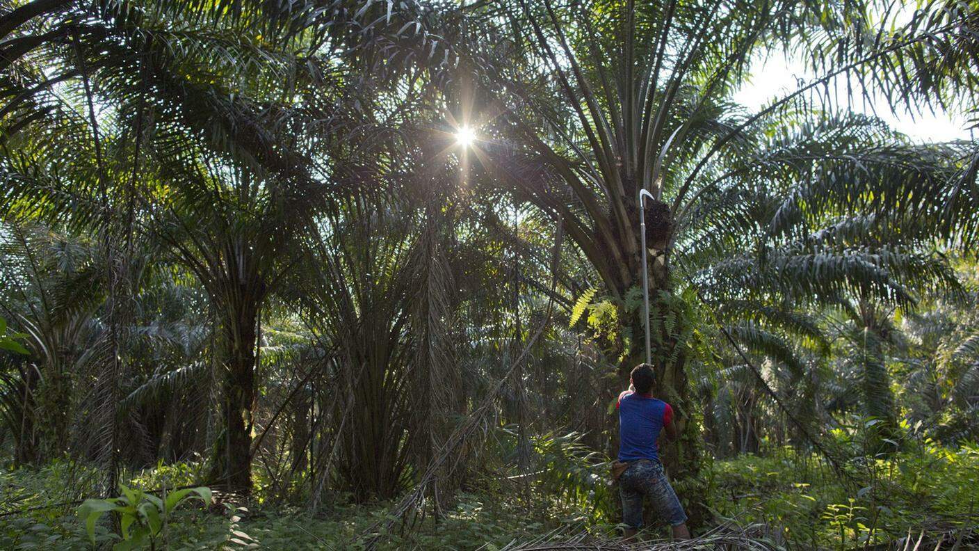 Un lavoratore in una piantagione in Malesia