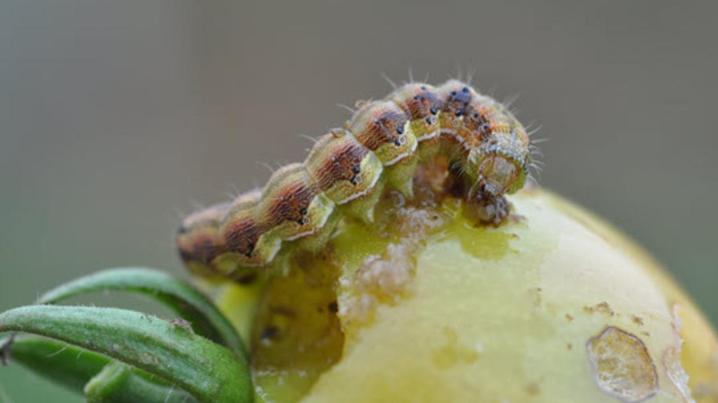 Pomodori verdi "fritti" dopo il passaggio del bruco.jpg