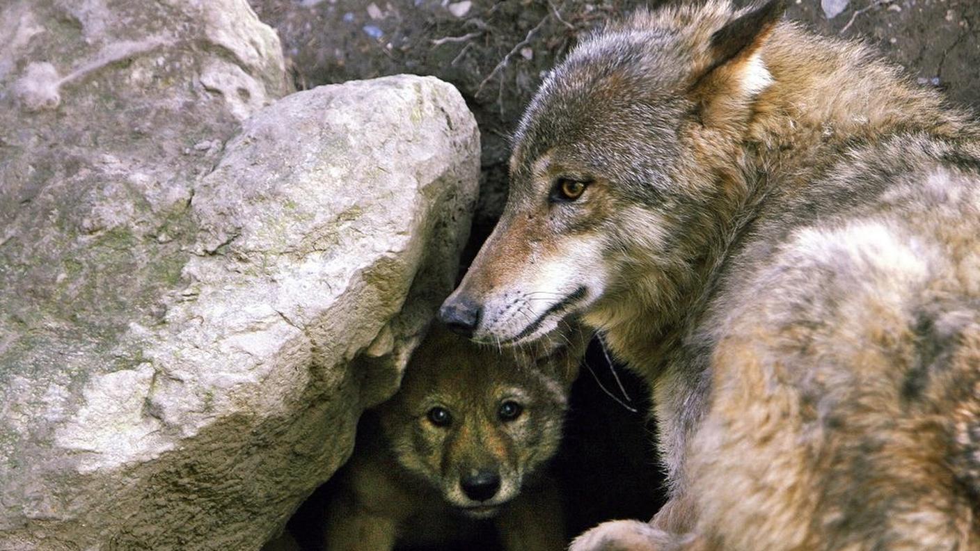 Una lupa con il suo cucciolo (1).jfif