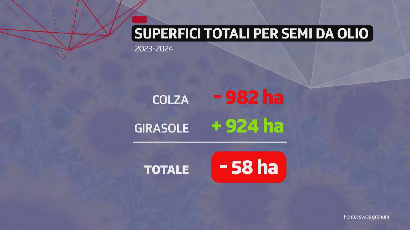 GIRASOLIGrafico2.jpg