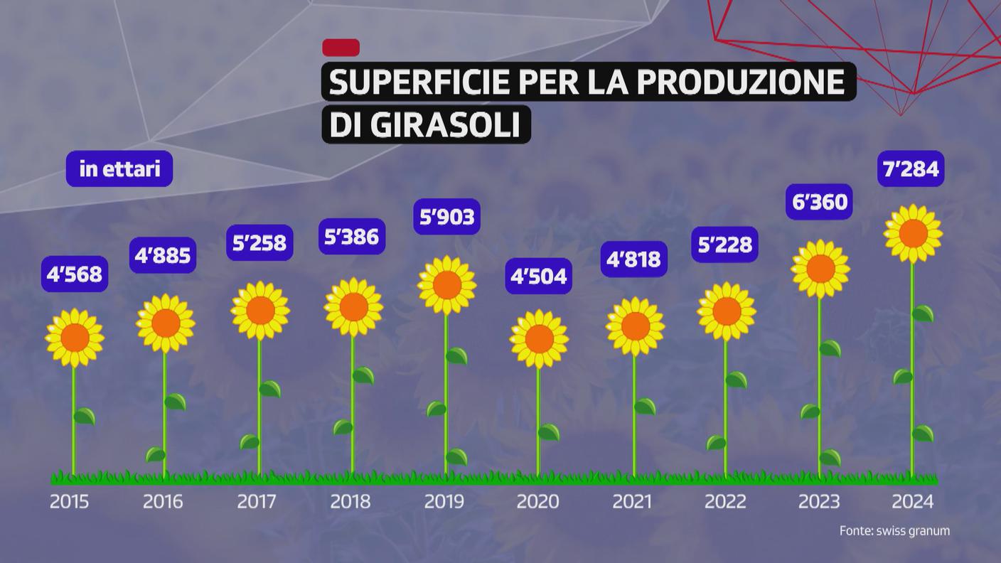 GIRASOLI.jpg