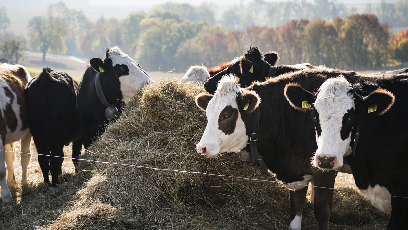 Per ridurre l'eccedenza di latte si pensa a eliminare 25'000 mucche