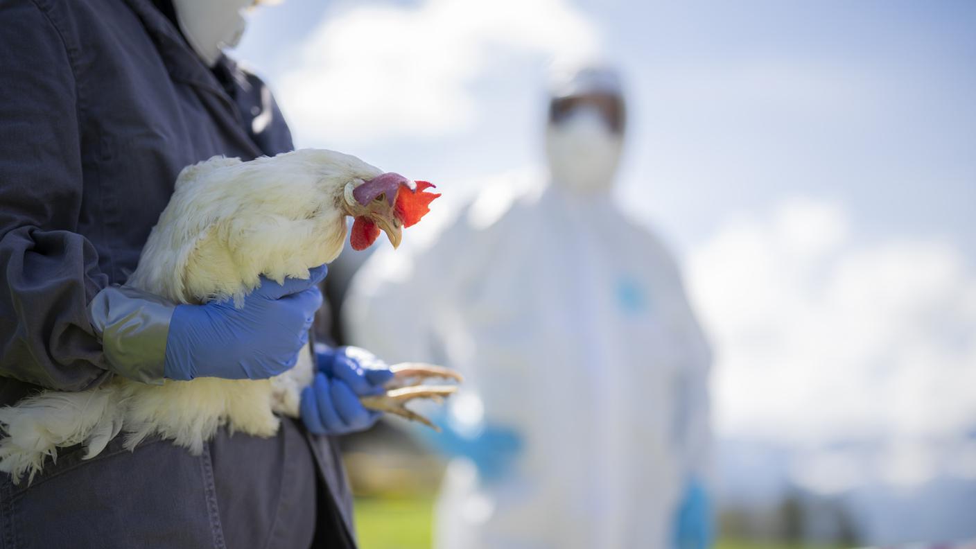 Primo caso di aviaria rilevato in Svizzera, sulle sponde del lago di Bienne