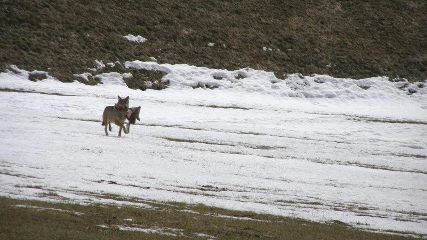 Ricette politiche per la regolazione del lupo