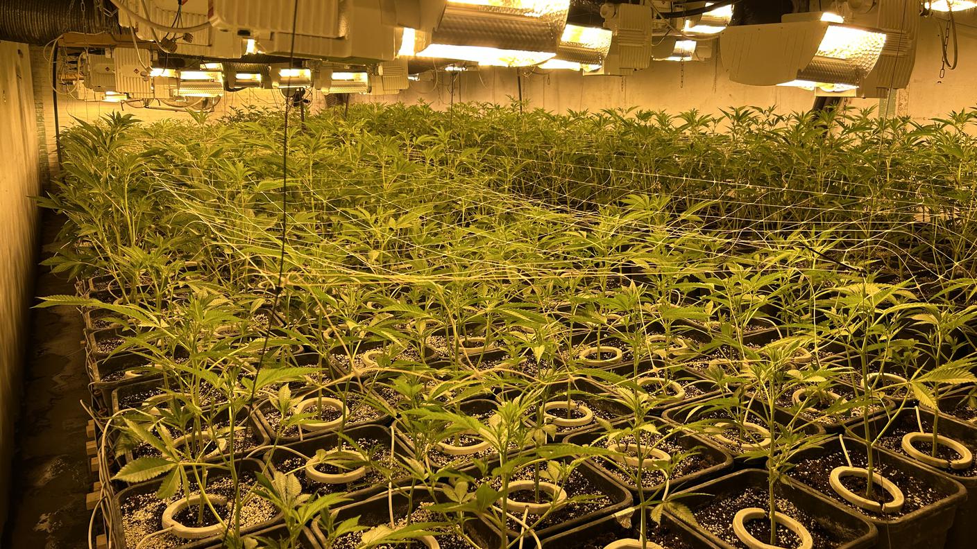 La piantagione scoperta quasi per caso