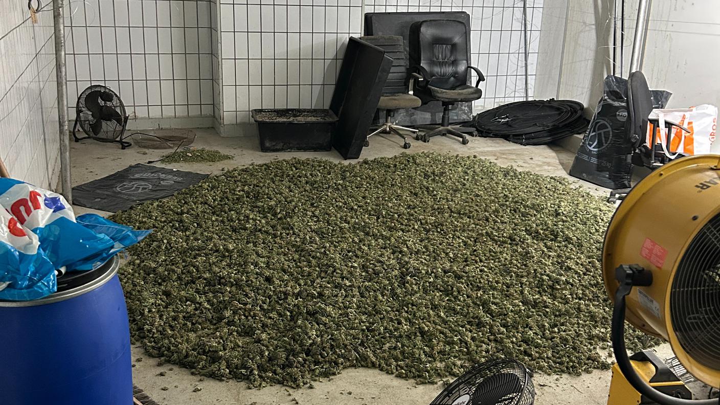 Le infiorescenze di canapa contenti THC