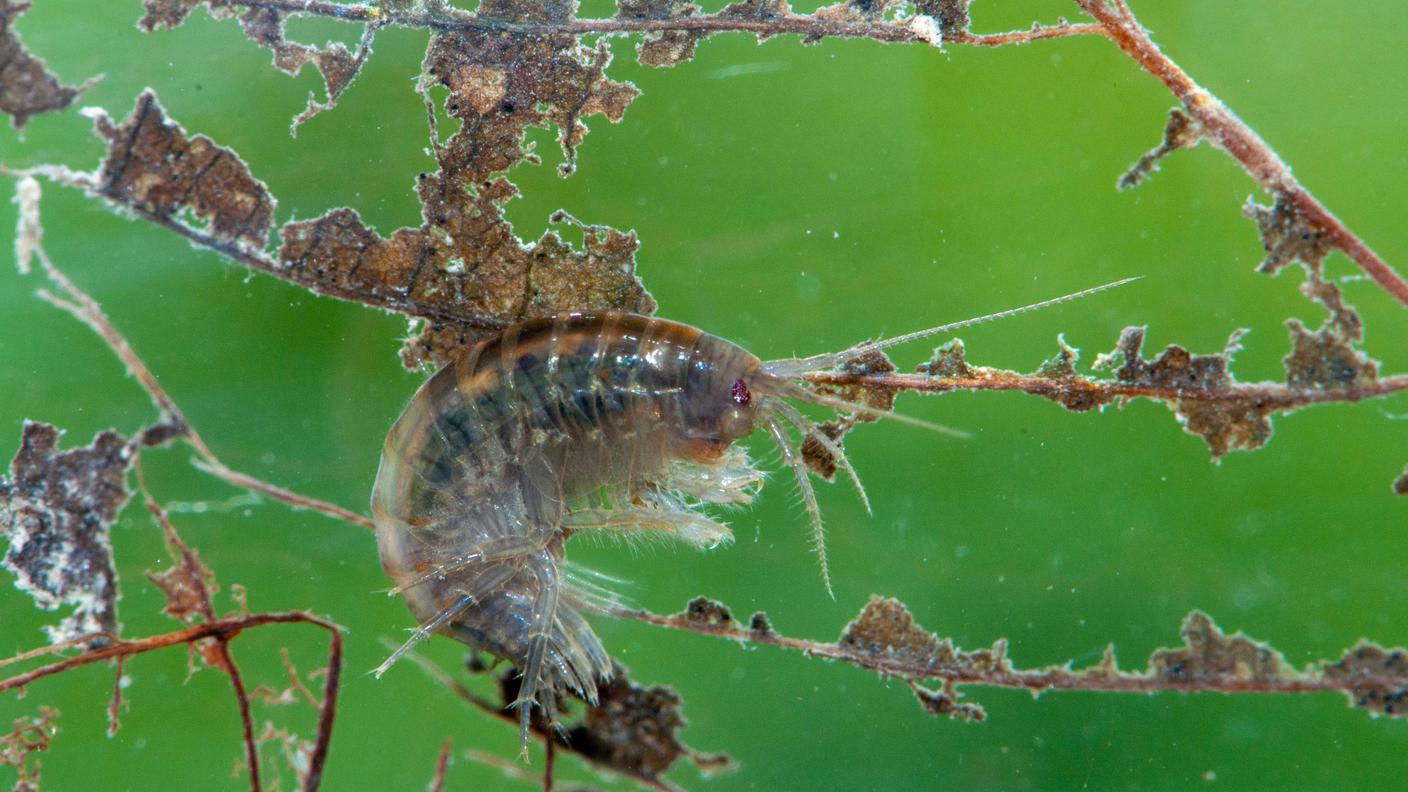 Il gammaro d’acqua dolce è un piccolo crostaceo