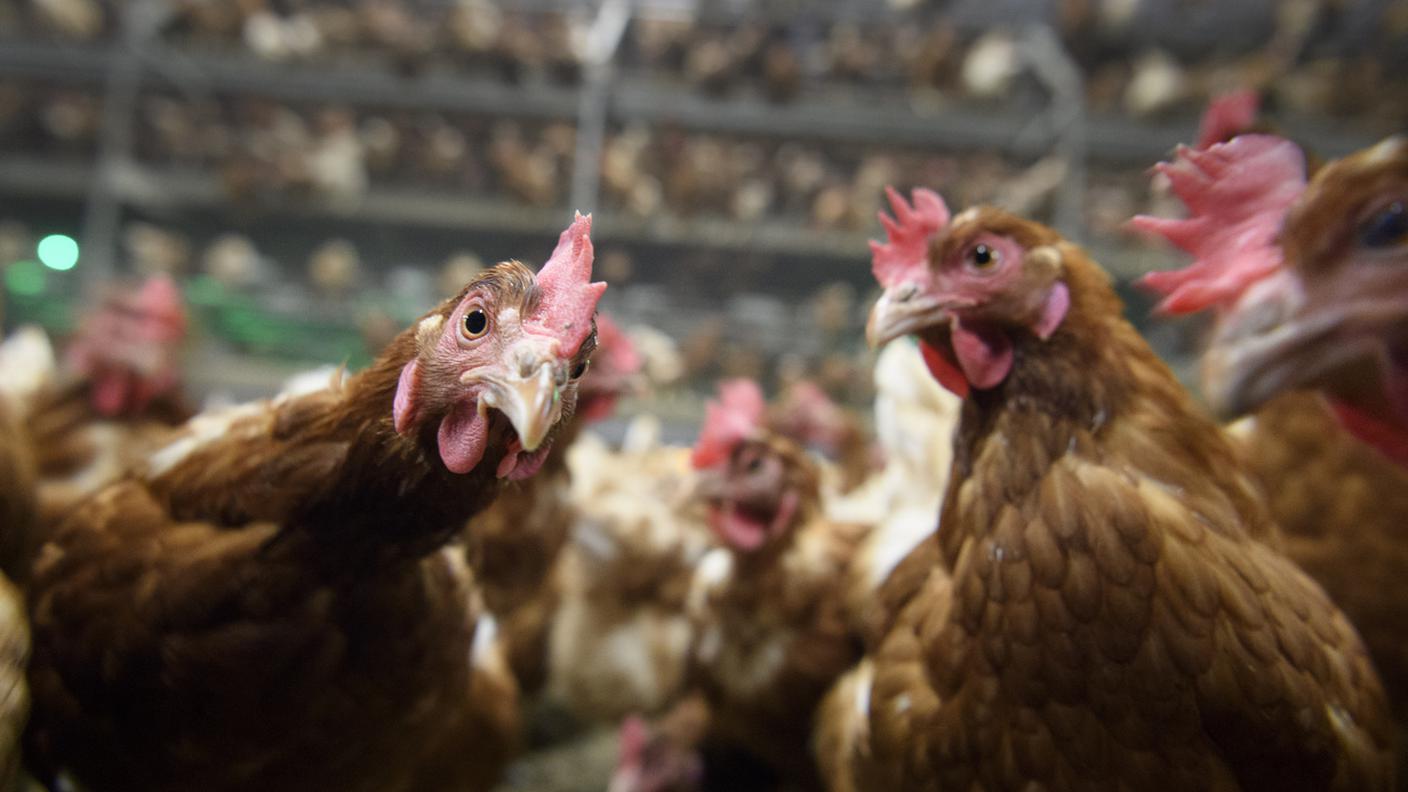 L'obiettivo è impedire la diffusione della malattia e proteggere gli allevamenti di pollame